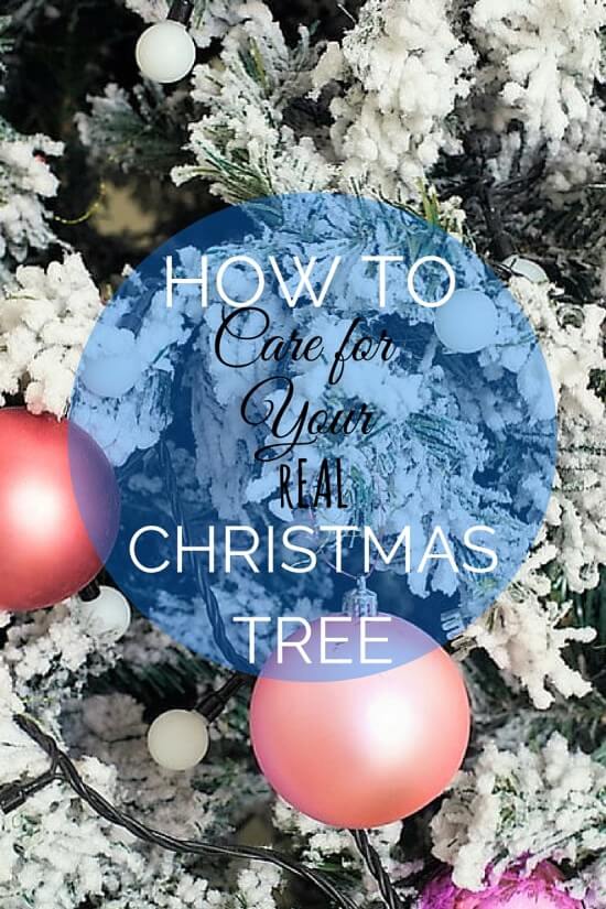 How to Care for Your Real Christmas Tree